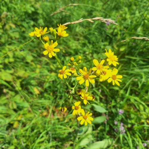 Senecio umbrosus, photograph 3