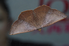 Plesiomorpha punctilinearia