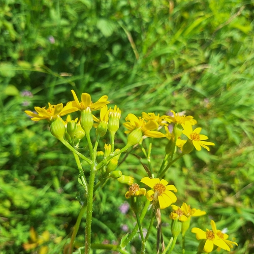 Senecio umbrosus, photograph 4