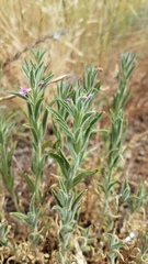 Epilobium torreyi