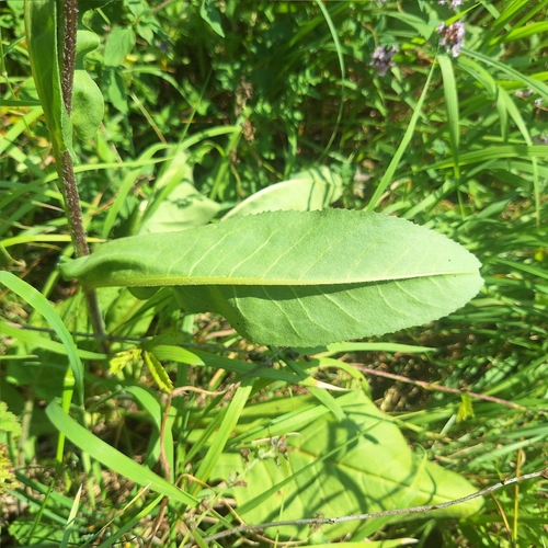 Senecio umbrosus, photograph 5