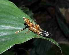 Rhyncocheilus aureus