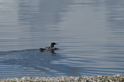 Common Merganser