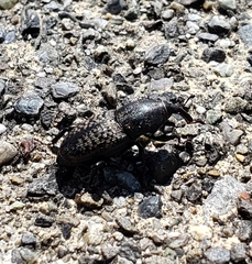 Sphenophorus cicatristriatus