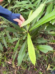 Ardisia cornudentata, photograph (c) 呂一起(Lyu yi-chi), some rights reserved (CC BY)