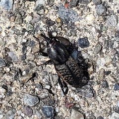 Sphenophorus cicatristriatus