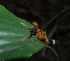 Rhyncocheilus aureus