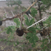 Acacia drepanolobium