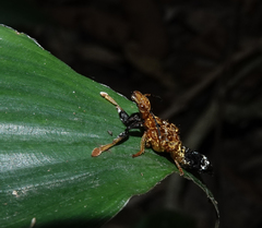 Rhyncocheilus aureus