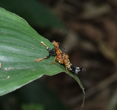 Rhyncocheilus aureus