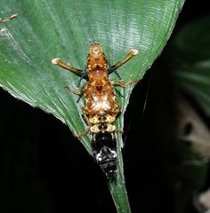 Rhyncocheilus aureus