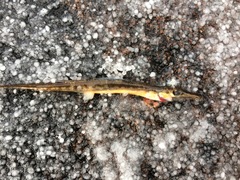 Aulorhynchus flavidus