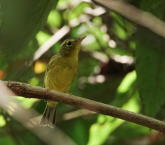 Phylloscopus burkii