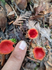 Microstoma protractum