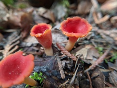 Microstoma protractum