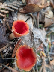 Microstoma protractum