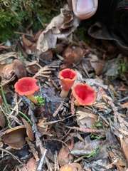 Microstoma protractum