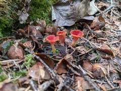 Microstoma protractum