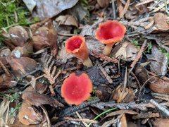 Microstoma protractum