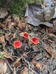 Microstoma protractum