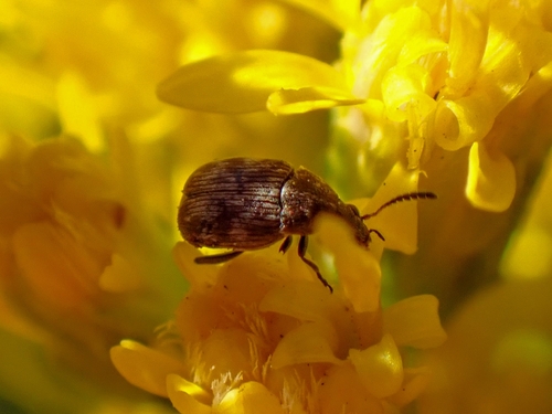 iNaturalist observation photo of Broom Seed Beetle