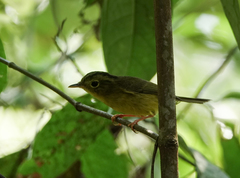 Phylloscopus burkii