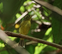 Phylloscopus burkii