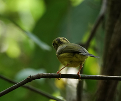 Phylloscopus burkii