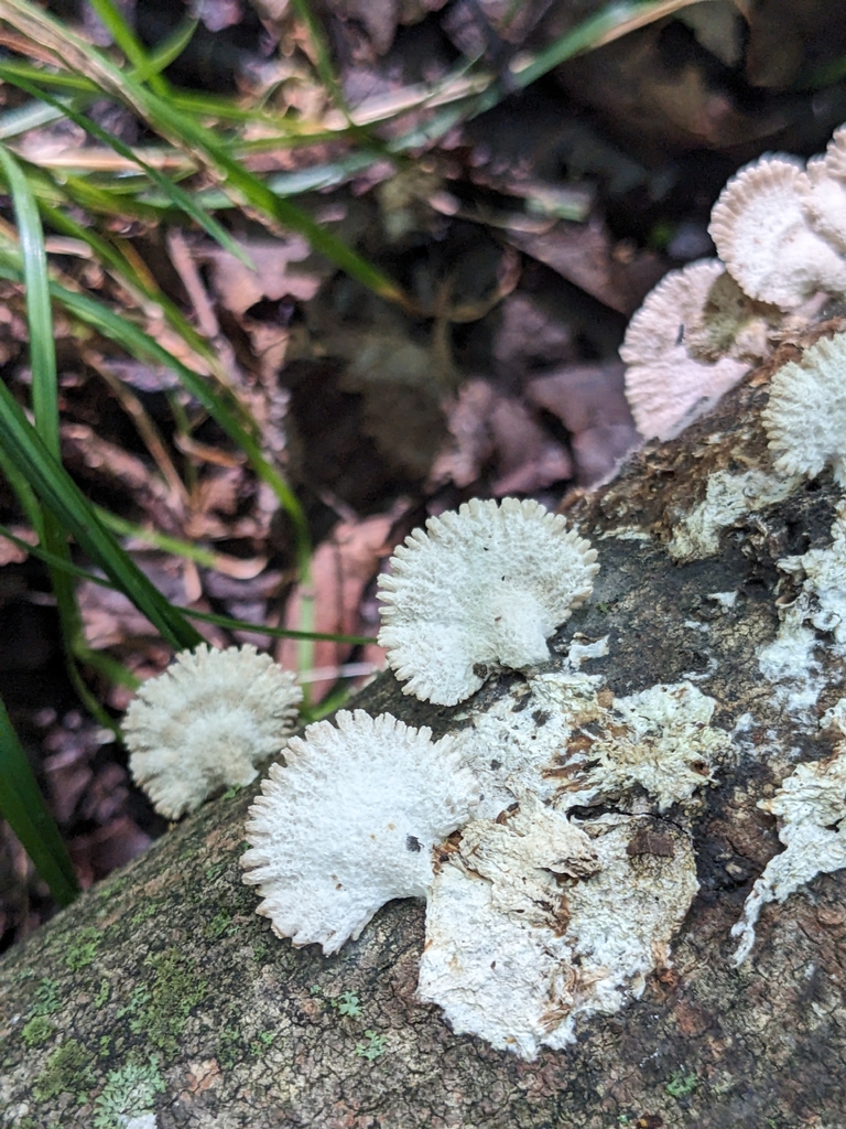 splitgill mushroom · August 2026 · photo: Photo: (c) Norah Tempus, some rights reserved (CC BY) · iNaturalist