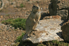 Spermophilus xanthoprymnus