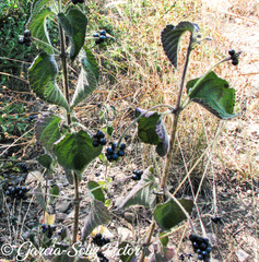 Lantana micrantha