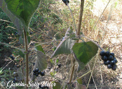 Lantana micrantha