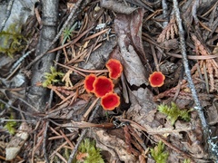 Microstoma protractum