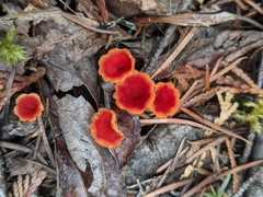 Microstoma protractum