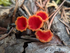 Microstoma protractum