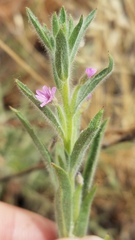 Epilobium torreyi