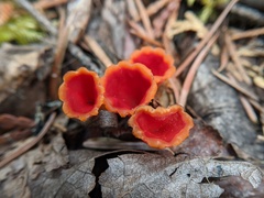 Microstoma protractum