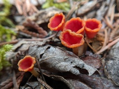 Microstoma protractum