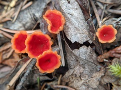 Microstoma protractum