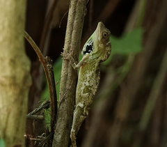 Ptyctolaemus gularis