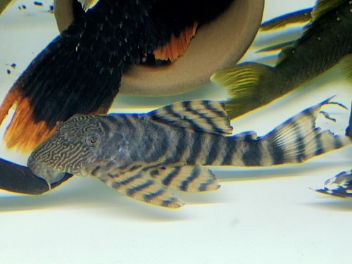 Chang's pleco (Panaqolus changae) — Loricariidae