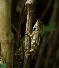 Ptyctolaemus gularis