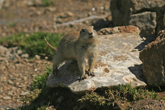 Spermophilus xanthoprymnus