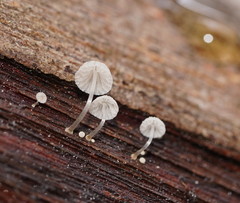 Mycena piringa