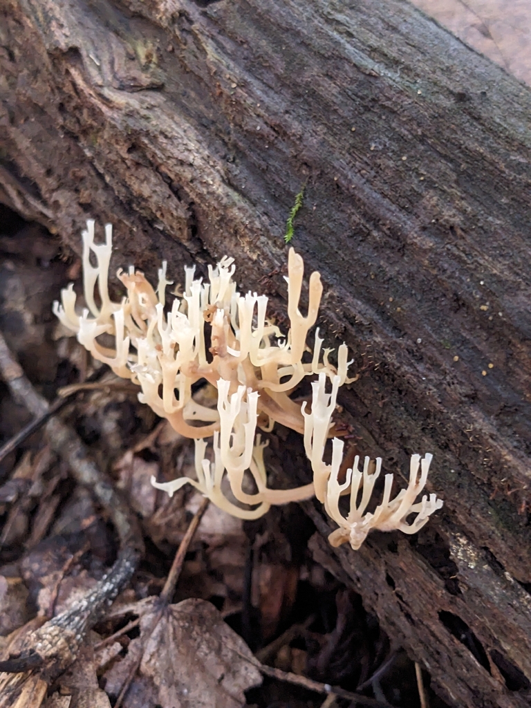 crown-tipped coral fungus · August 2026 · photo: Photo: (c) Norah Tempus, some rights reserved (CC BY) · iNaturalist