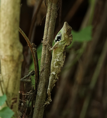 Ptyctolaemus gularis