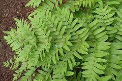 Osmunda japonica