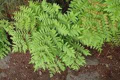 Osmunda japonica
