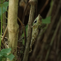 Ptyctolaemus gularis