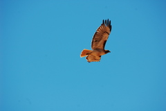 Buteo jamaicensis